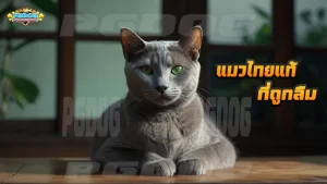 แมวไทยแท้ ที่ถูกลืม