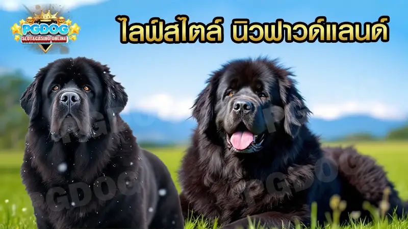 ไลฟ์สไตล์ นิวฟาวด์แลนด์