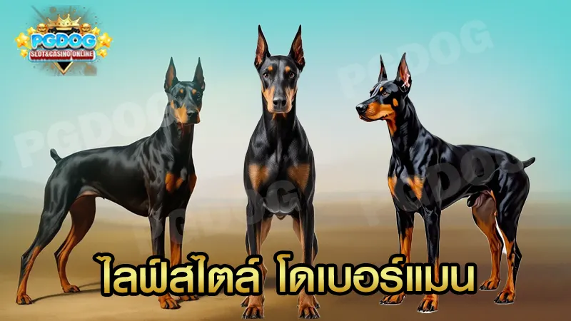 ไลฟ์สไตล์ โดเบอร์แมน