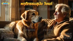 พฤติกรรมสุนัข วัยแก่