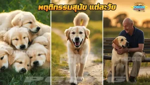 พฤติกรรมสุนัข แต่ละวัย