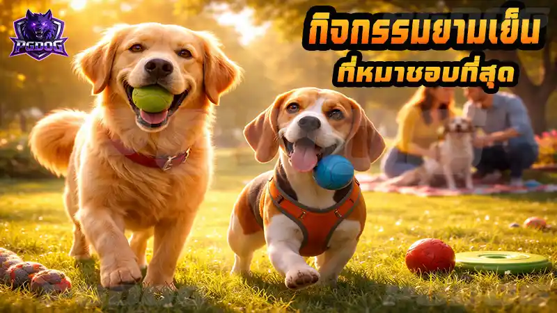 กิจกรรมยามเย็น ที่หมาชอบที่สุด