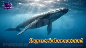 ข้อมูลวาฬ สัตว์ทะเลขนาดใหญ่