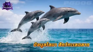 ข้อมูลโลมา สัตว์ทะเลฉลาด