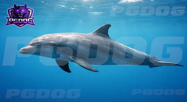 ข้อมูลโลมา สัตว์ทะเลฉลาด