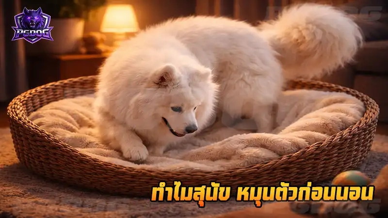 ทำไมสุนัข หมุนตัวก่อนนอน