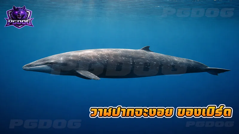 วาฬปากจะงอย ของเบิร์ด