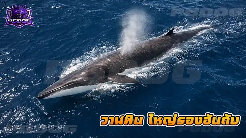 วาฬฟิน ใหญ่รองอันดับ
