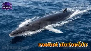 วาฬมิงค์ นักว่ายน้ำไว