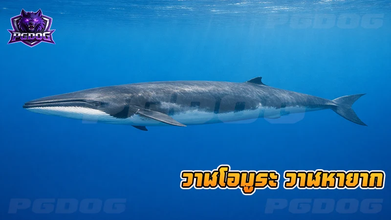 วาฬโอมูระ วาฬหายาก