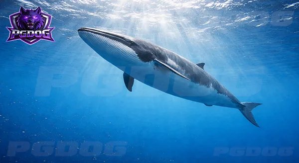 วาฬโอมูระ วาฬหายาก