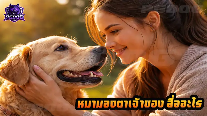 หมามองตาเจ้าของ สื่ออะไร