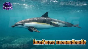 โลมาข้างขาว แอตแลนติกเหนือ