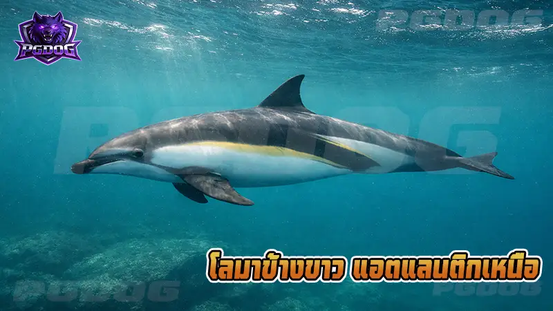 โลมาข้างขาว แอตแลนติกเหนือ