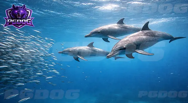 โลมาลายจุด แพนทรอปิคอล