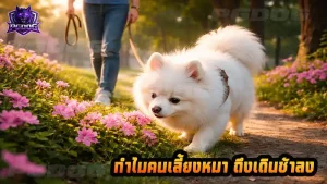 ทำไมคนเลี้ยงหมา ถึงเดินช้าลง