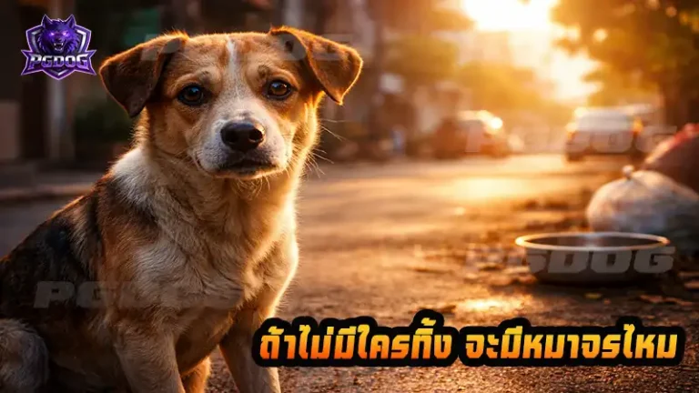 ถ้าไม่มีใครทิ้ง จะมีหมาจรไหม