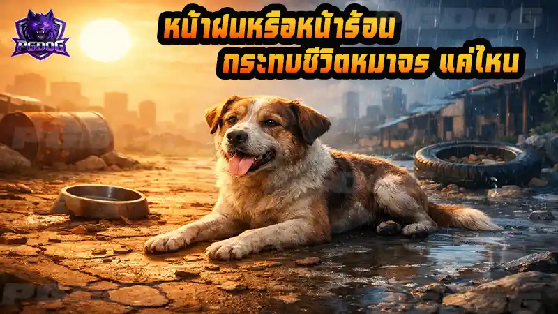หน้าฝนหรือหน้าร้อน กระทบชีวิตหมาจร แค่ไหน