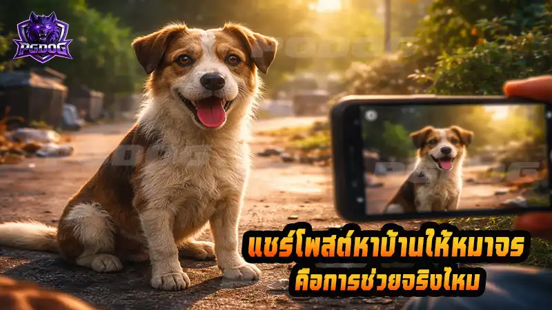 แชร์โพสต์หาบ้านให้หมาจร คือการช่วยจริงไหม