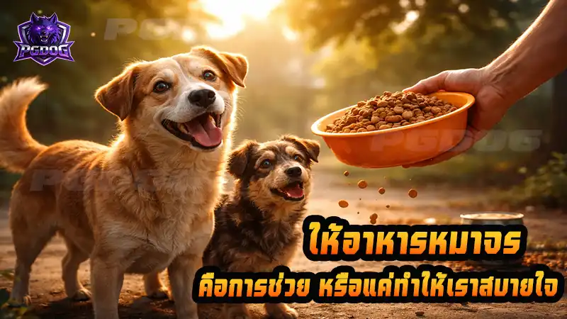 ให้อาหารหมาจร คือการช่วย หรือแค่ทำให้เราสบายใจ